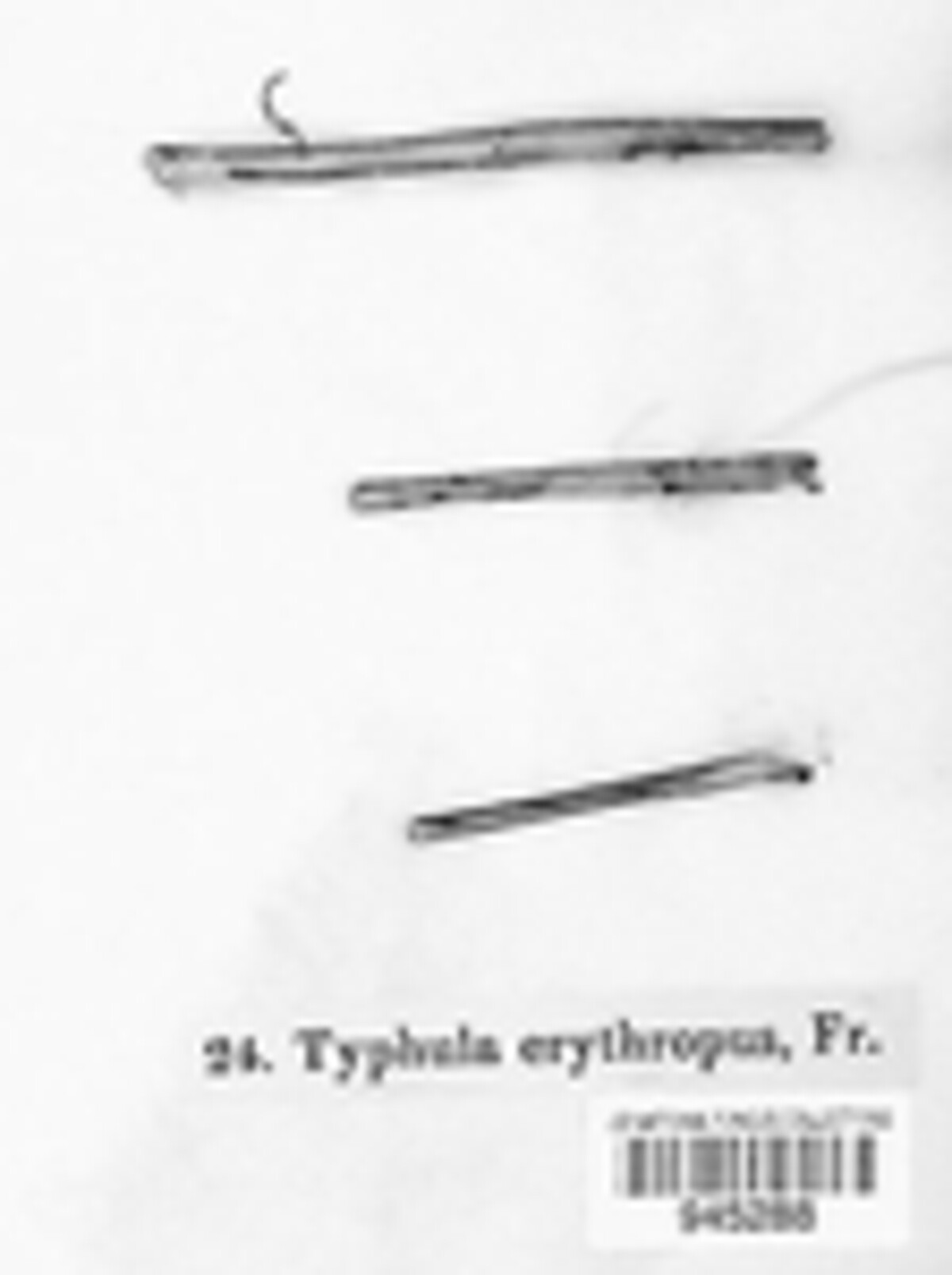 Typhula erythropus image